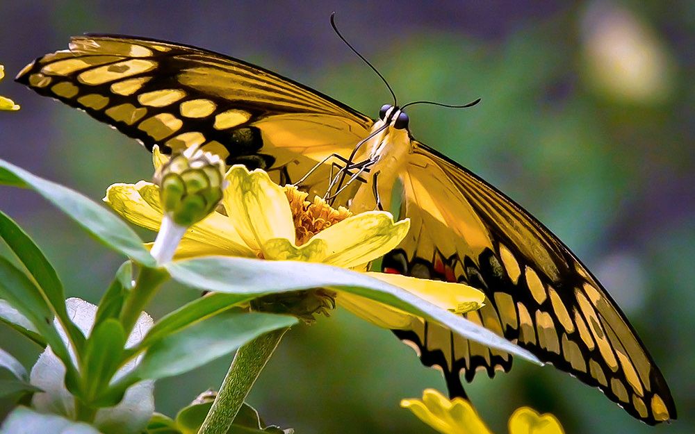 A Tiger Swallowtail butterfly with one slightly torn wing, both wings spread, on a yellow zinnia