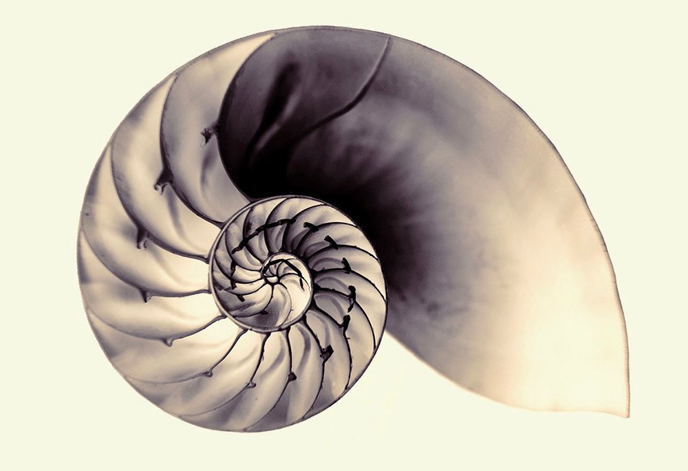 The inside of a bisected nautilus shell, expressed as a photo negative 