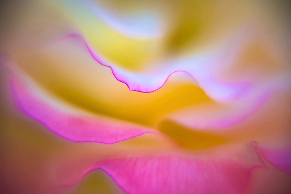A close up of a variety of rose called California Dreamin’ which is variegated in yellow and pink. Only the edge of one petal is in focus