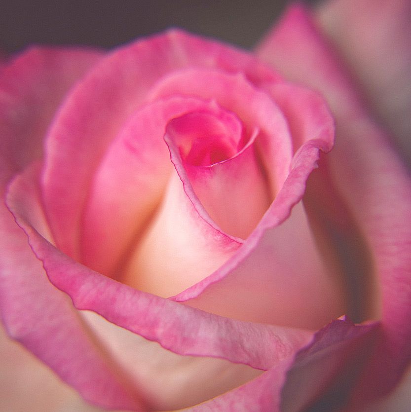 A bicolor pink and white rose seen close up 