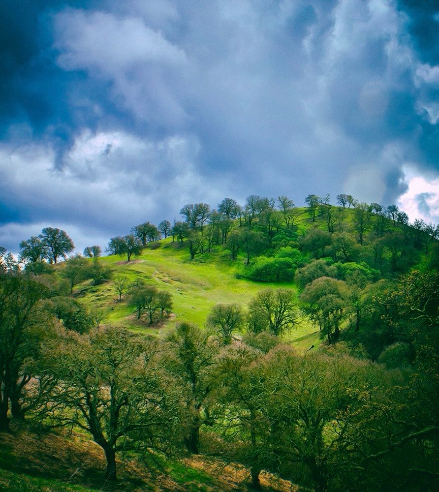 Roiling storm clouds above a green hill topped with oak trees 