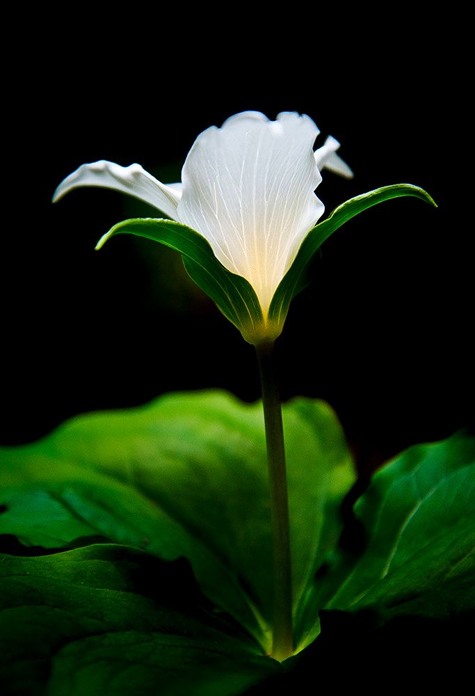 White flower, Pacific Trillium, shot in low light, large green leaves growing beneath its stem