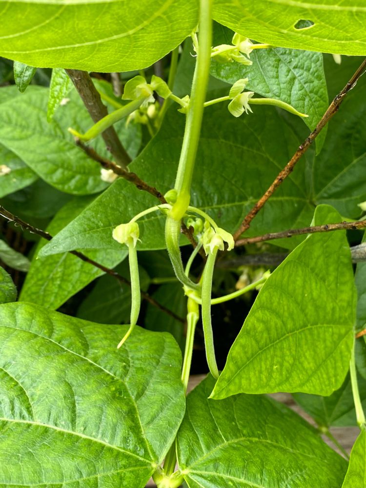 Tiny pods on a dwarf French bean plant