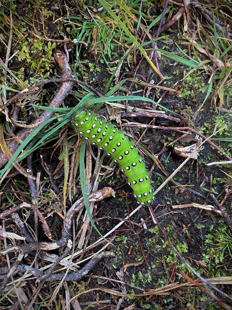 A large, fat caterpillar, bright green covered in white spots circled in black