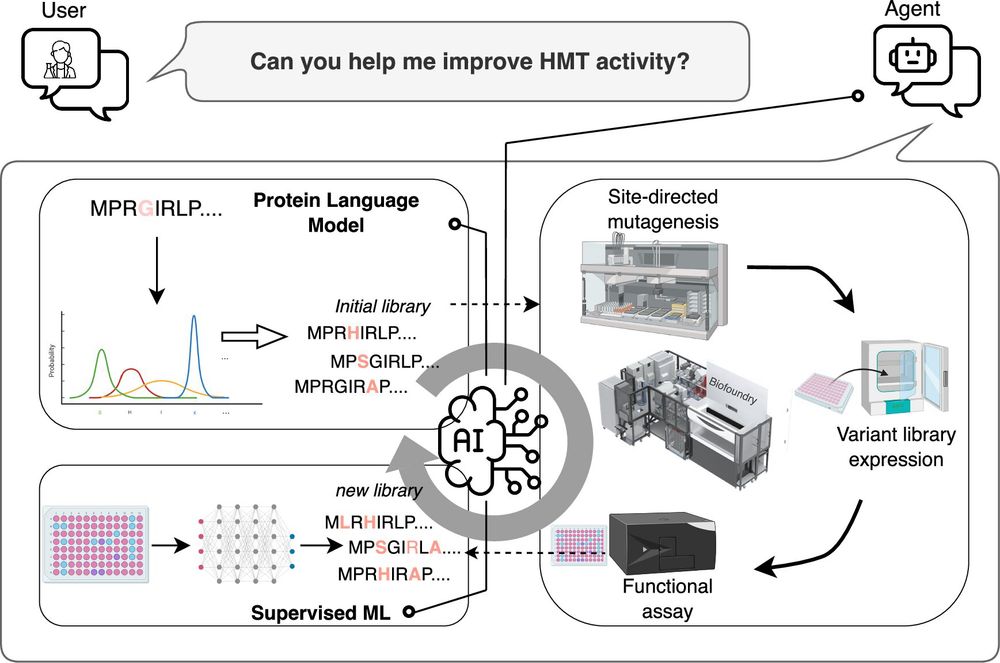 Self-driving lab: AI and automated biology combine to improve enzymes
