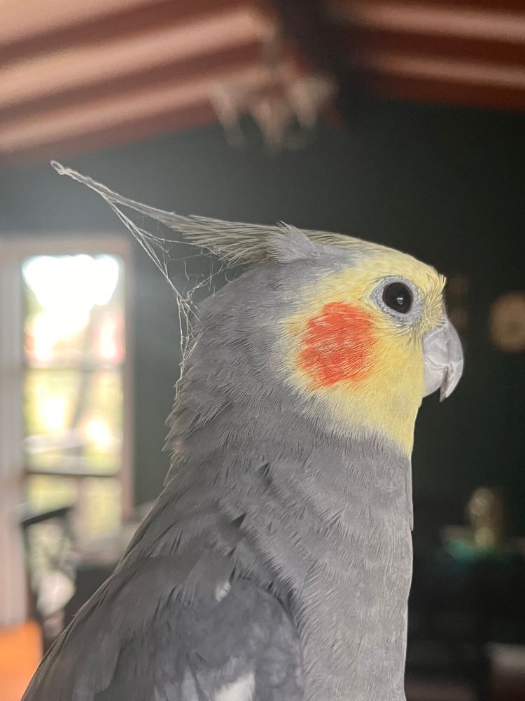 Side profile of a cockatiel with a cobweb tangled in his crest feathers