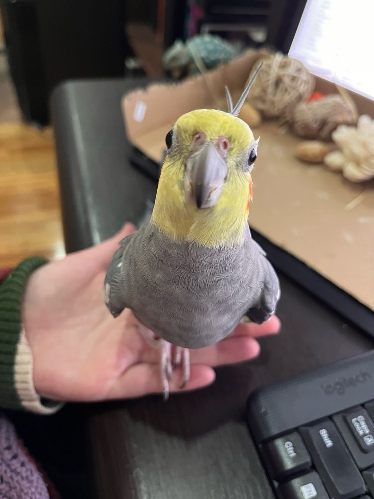 My grey cockatiel Dominic standing in the palm of my hand, looking up adorably