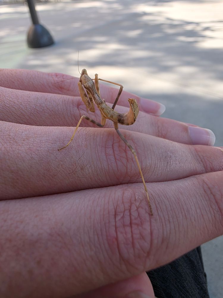 The same mantis cleaning her foot.
