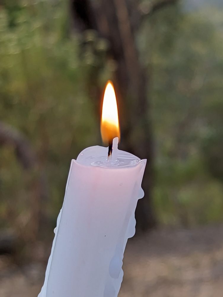A candle burns brightly against a backdrop of a clearing in the bush with lush trees and vegetation.