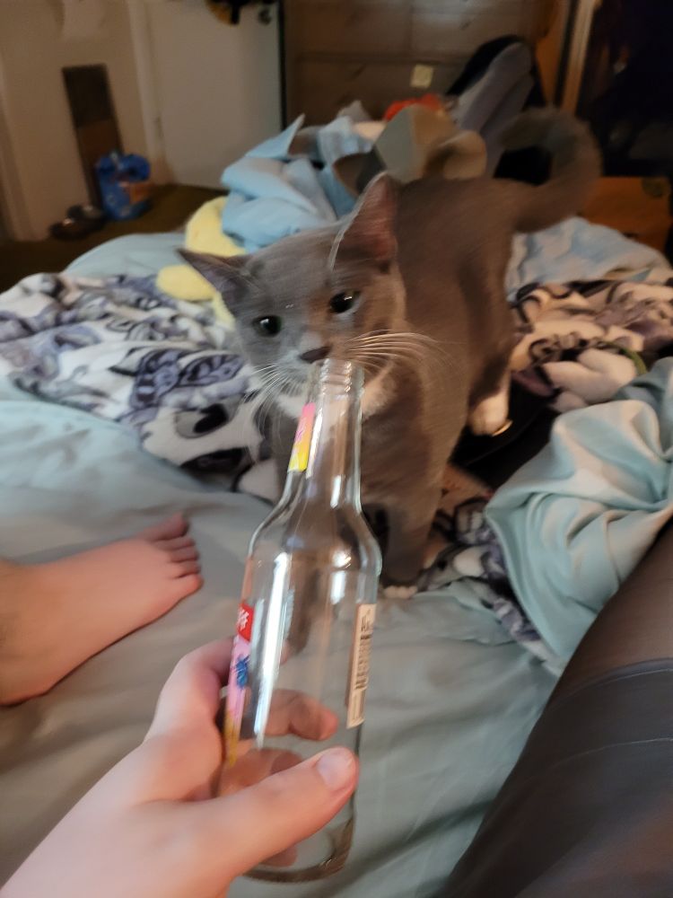 A little kitty cat sniffing at a smirnoff ice bottle being offered to him. His eyes are wide with wonder. The bottle is empty.