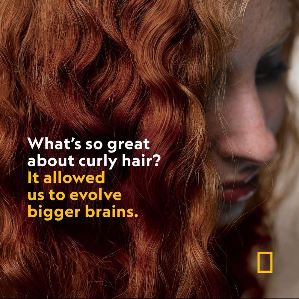 What’s so great about curly hair? It allowed us to evolve bigger brains. 