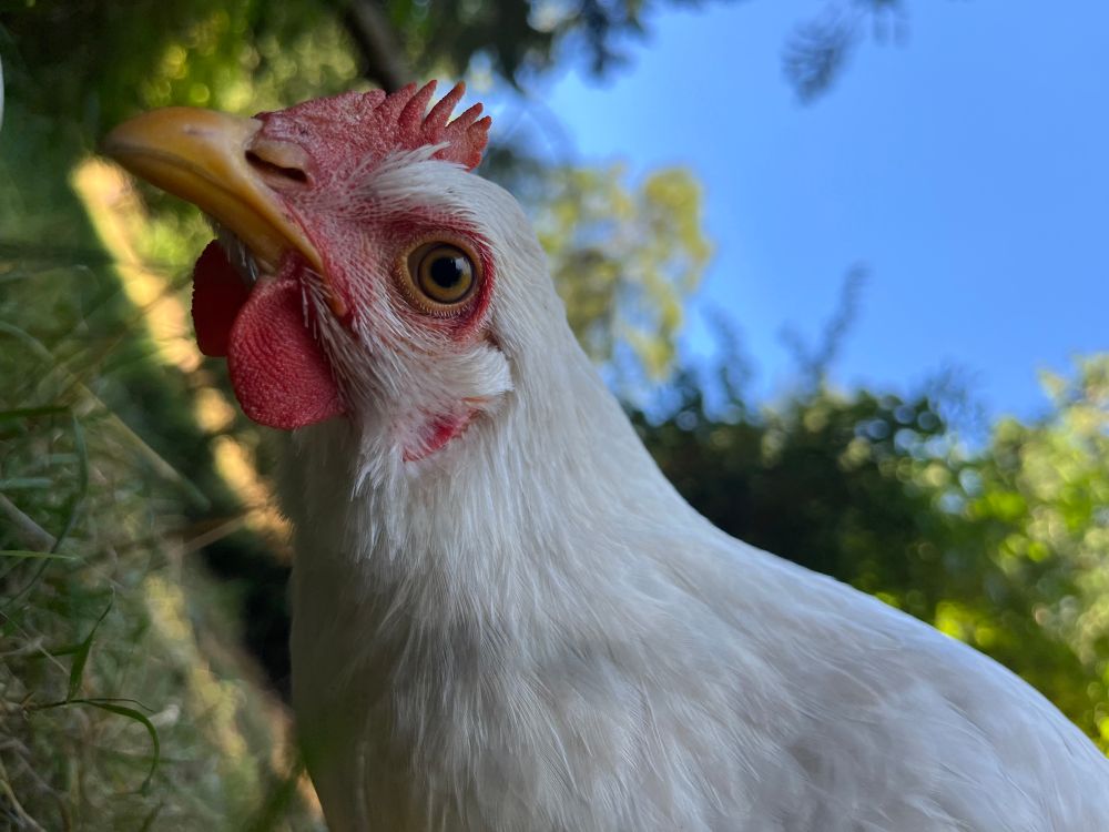 A white, adolescent hen looking at the camera. 