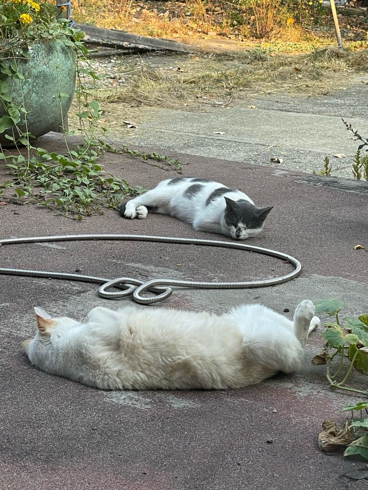 Two cats napping on a stone porch