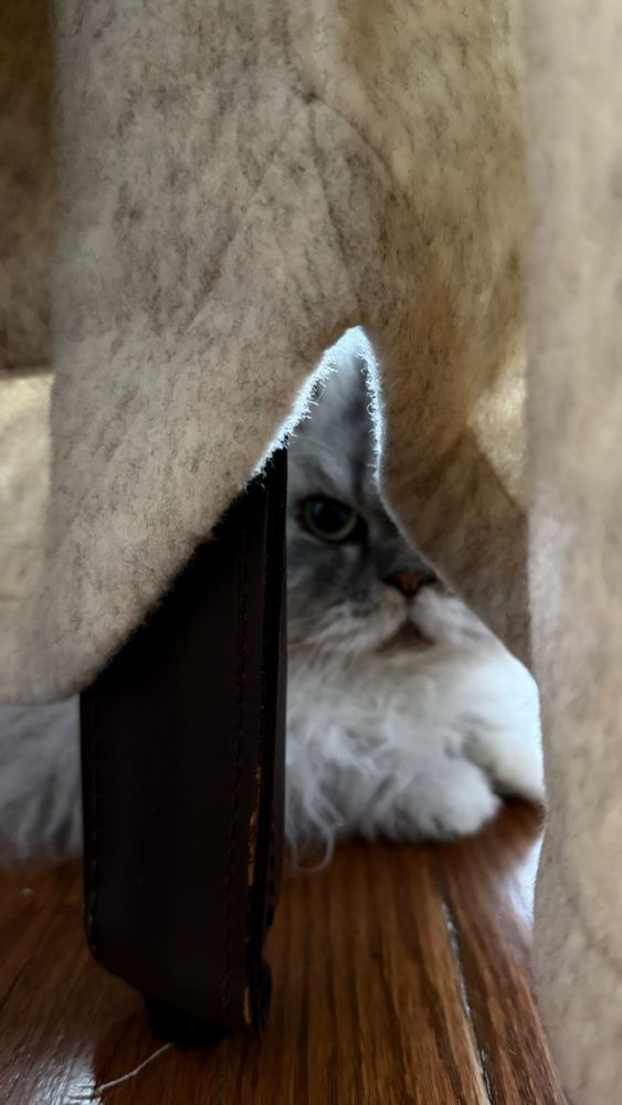 Fluffy grey cat, partially visible behind a hanging white gelt coat.