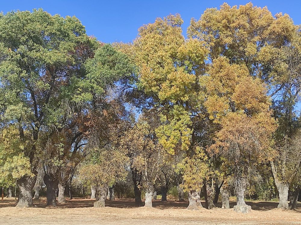 Frente de fresnos con su variedad de colores otoñales.
©️ Cristian Berga 