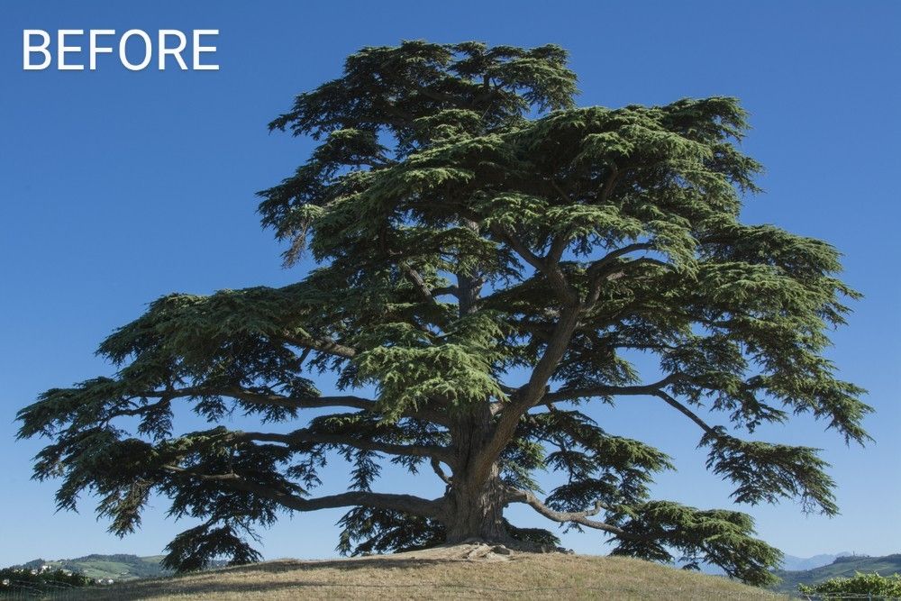 A dramatic recreation of the horrific event. This is the 'before' picture, showing a glorious old cedar tree, minding its own business, just existing as it has for the past few hundred years. 