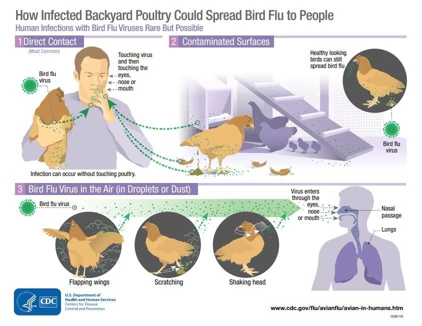 How infected backyard poultry could spread bird flu to people: 1) direct contact 2) contaminated surfaces 3) bird flu virus in the air (in droplets or dust)