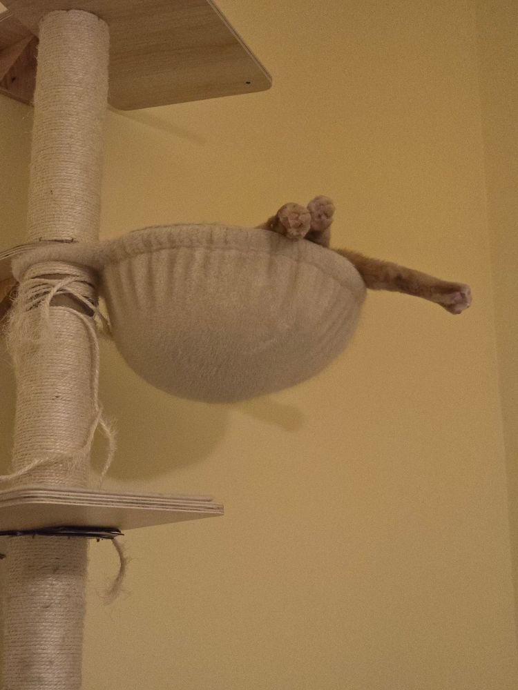 A wall mounted cat tower with an attached bowl bed. A cat is inside the bed, with two paws poking up out of the bed & one leg stretched way out of the bed. 