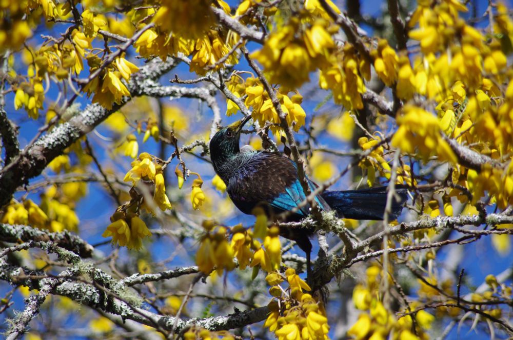 Tūī in blooming kōwhai tree with pollen on its face
