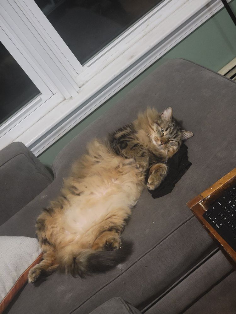 Brown cat laying on the couch with his belly up.
