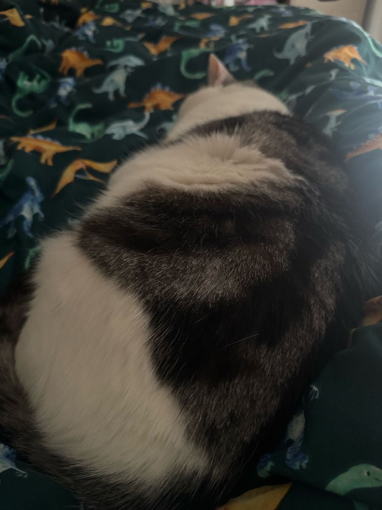 Snoozy Cooper Kitty