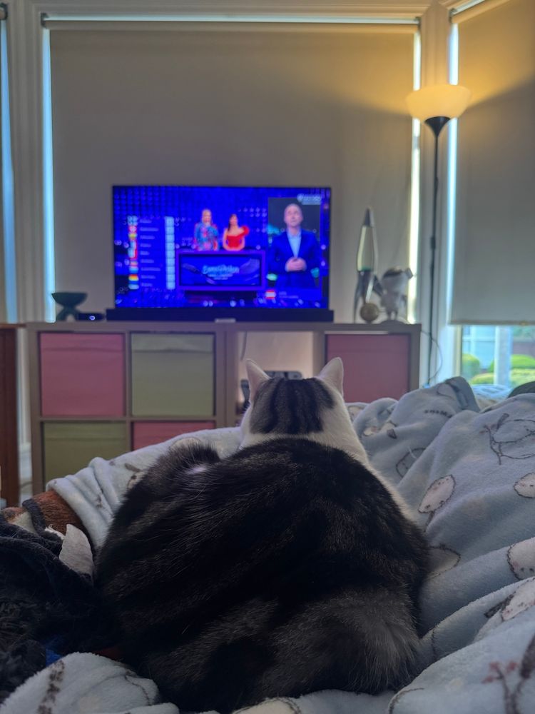 Cooper kitty watching Eurovision