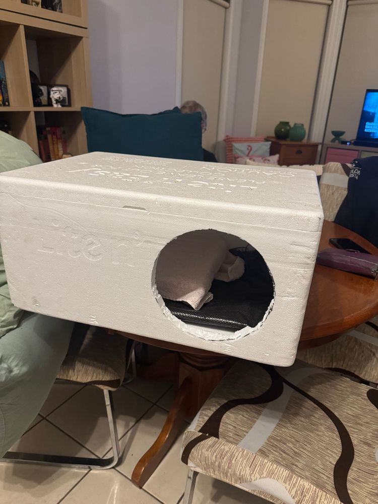 Stray temporary Kitty accomodation made of styrofoam box 