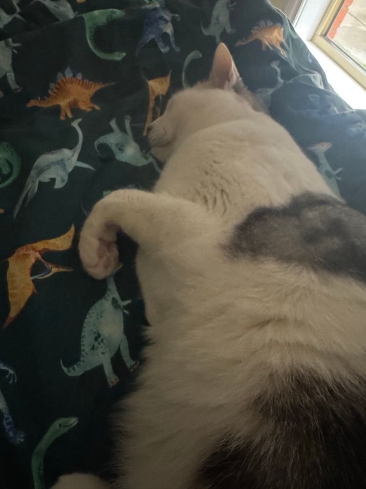 Cooper snuggled up between my leggies