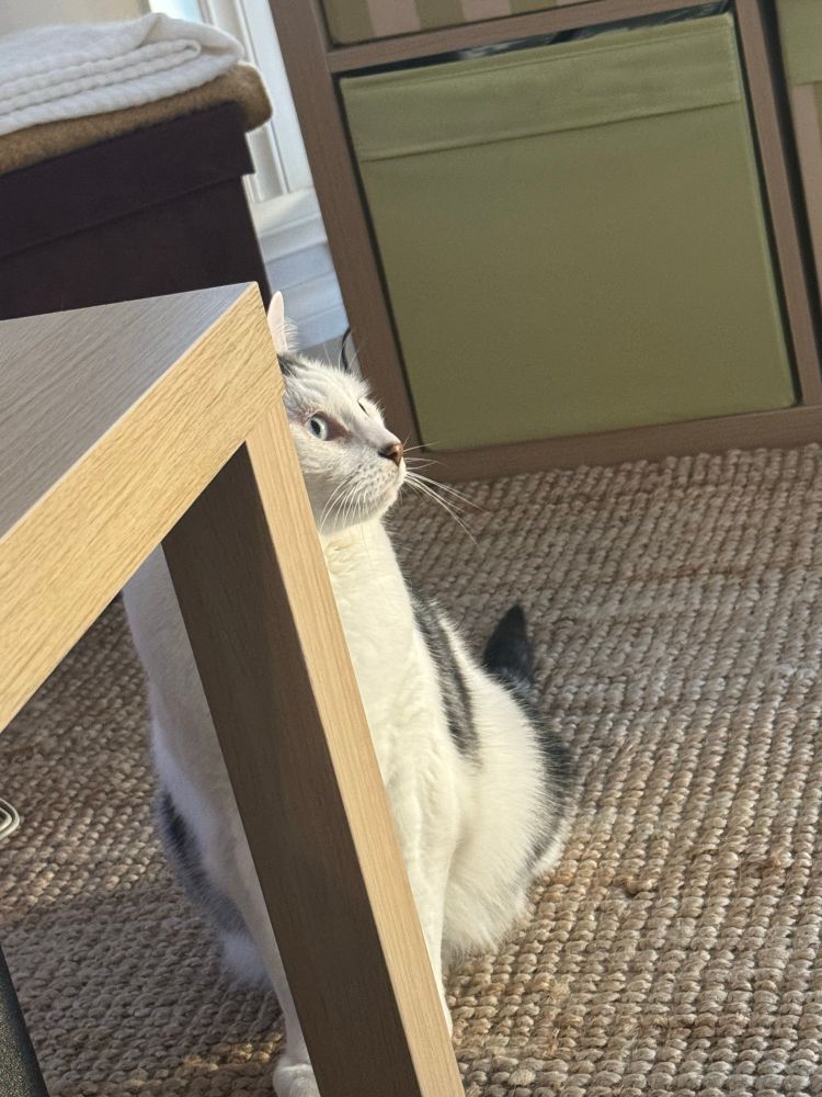 Cooper hiding not so successfully behind the coffee table leg.