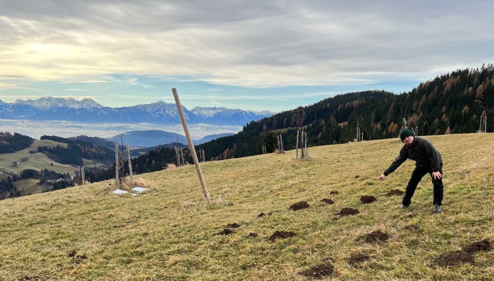 Wiese mit Wühlmaushaufen. Ich zeige drauf