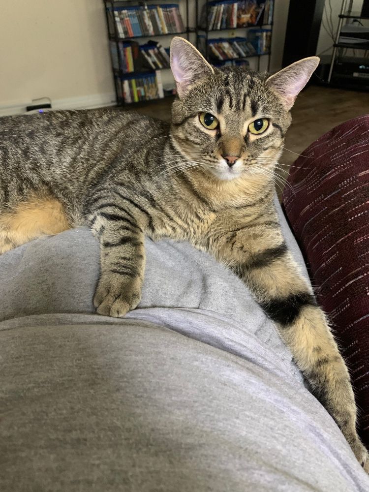 Small brown tabby on a person's lap