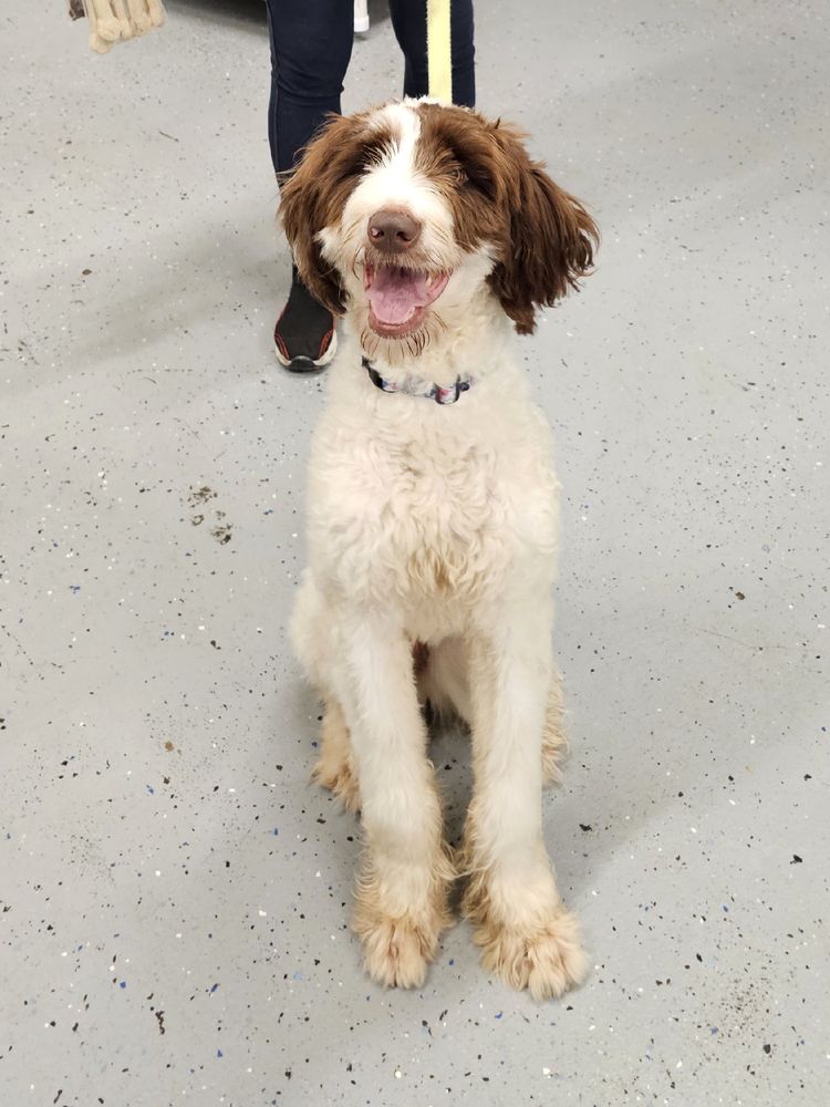 Brown and white poodle mix dog sitting on the floor looking happy. 
