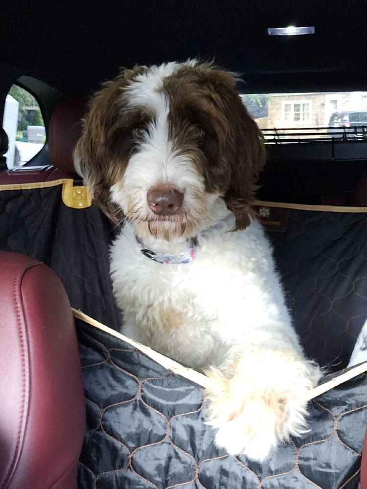 Brown and white poodle mix dog sitting in the back seat of a car, looking into the camera. 