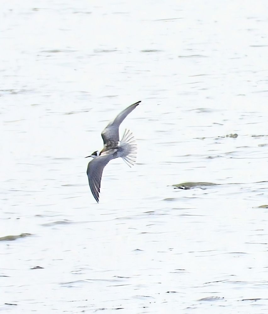 Black Tern 