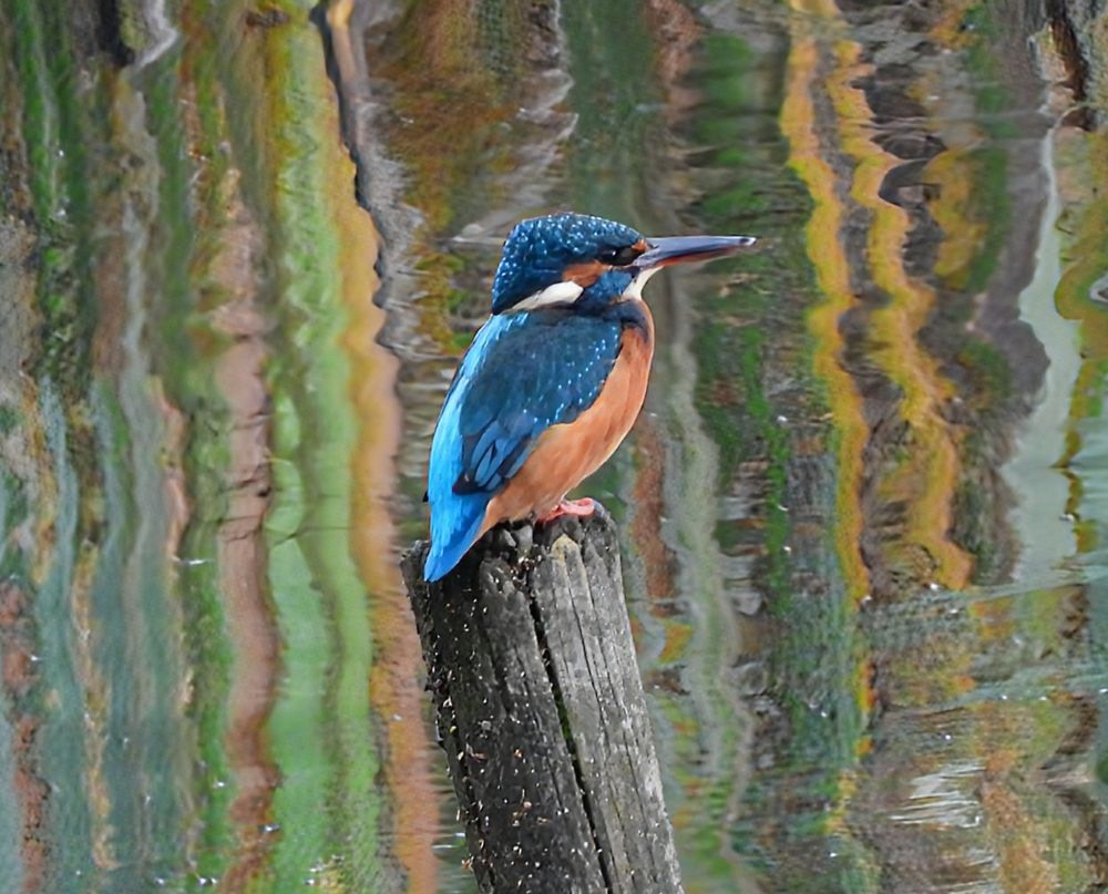 Kingfisher 