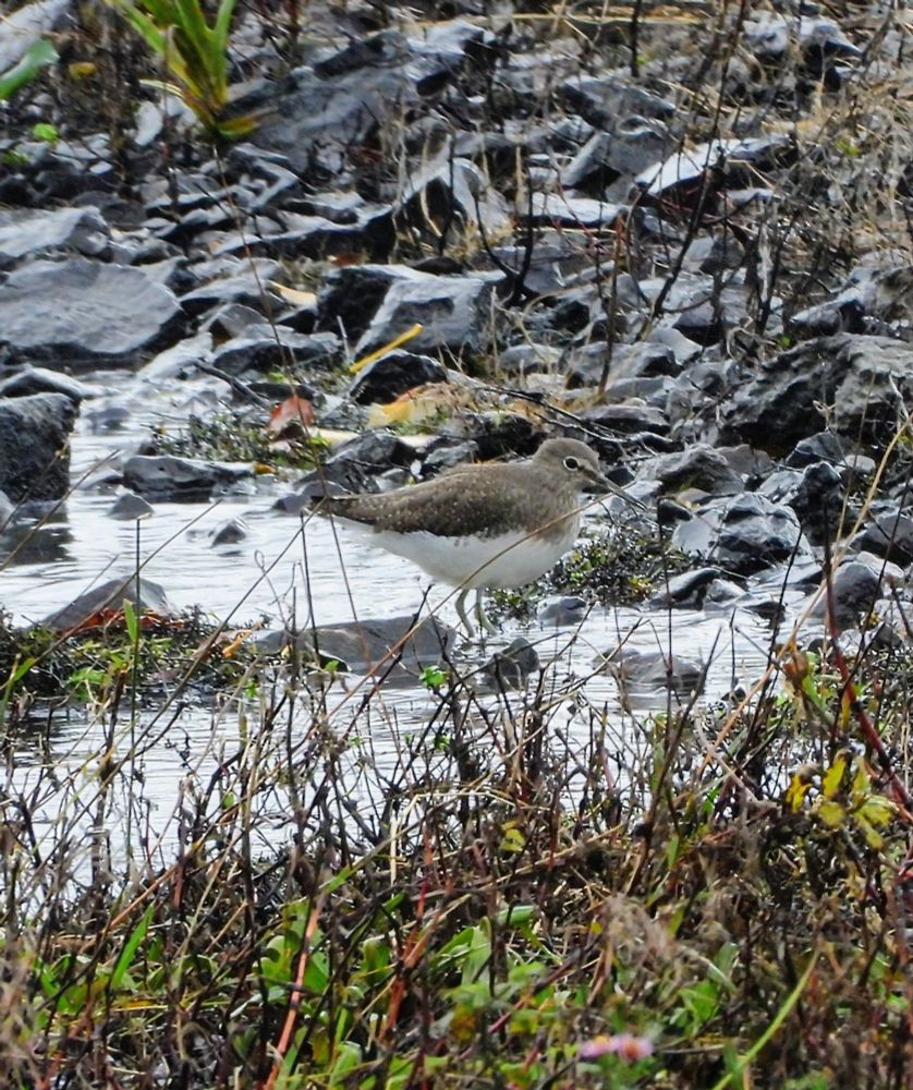 Green Sandpiper 