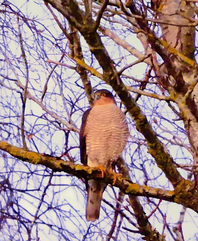 Male Sparrowhawk 