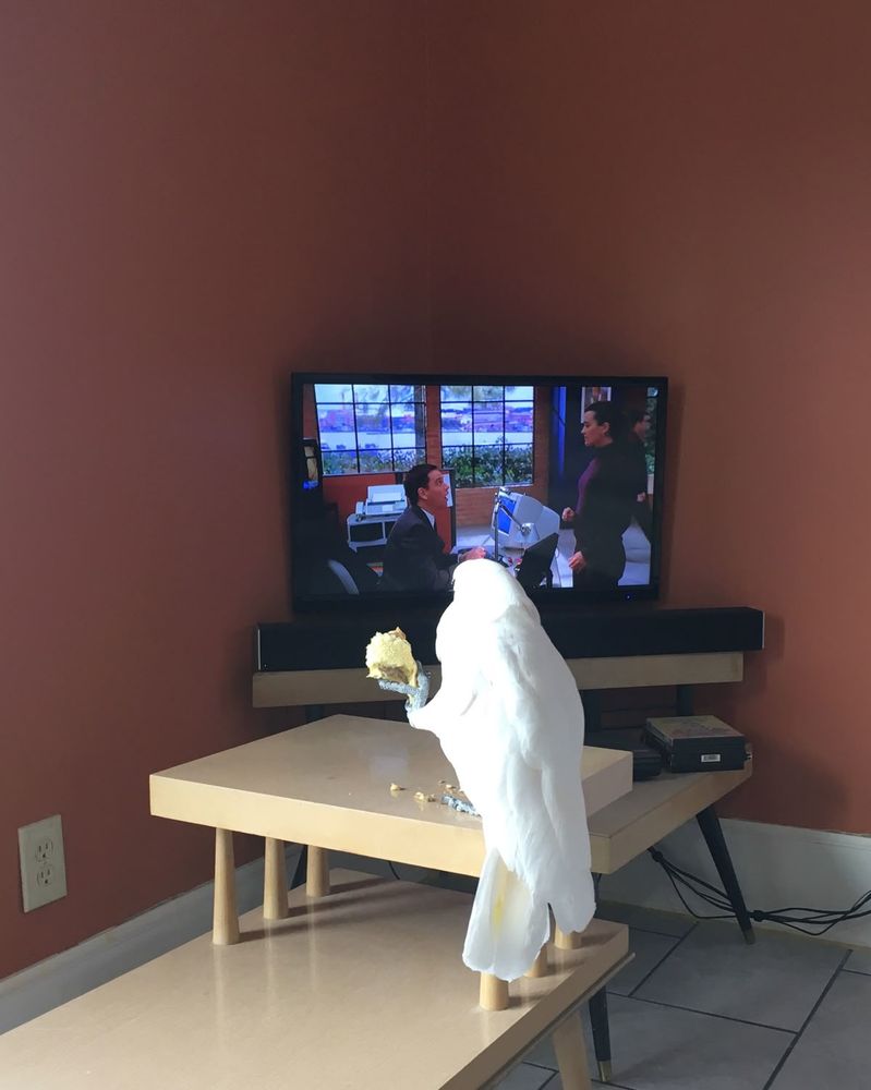 cockatoo eating something while watching tv