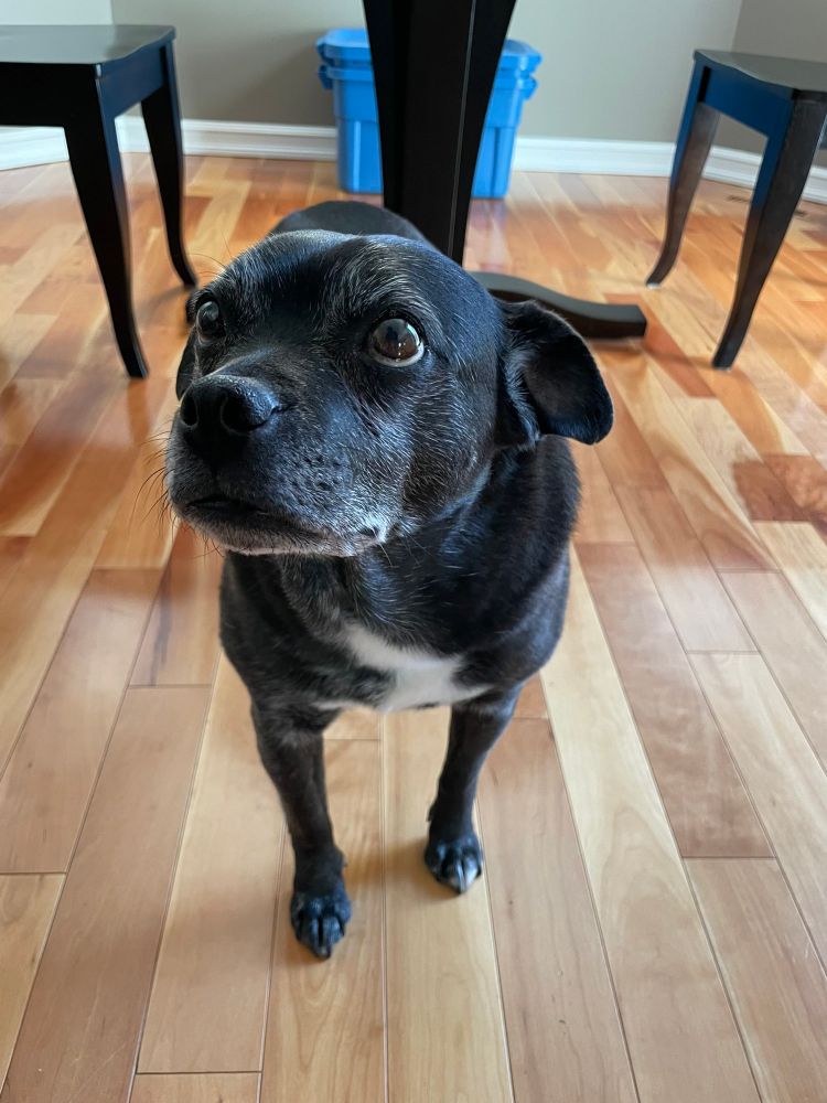 A small black pug-mix dog looks lovingly up at its owner 