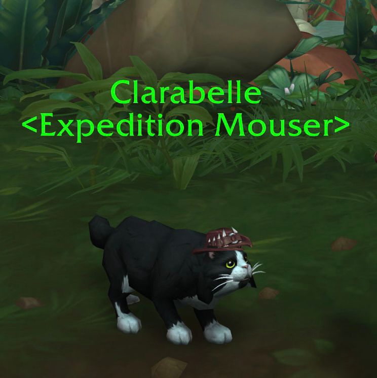 A cute cat with a hat