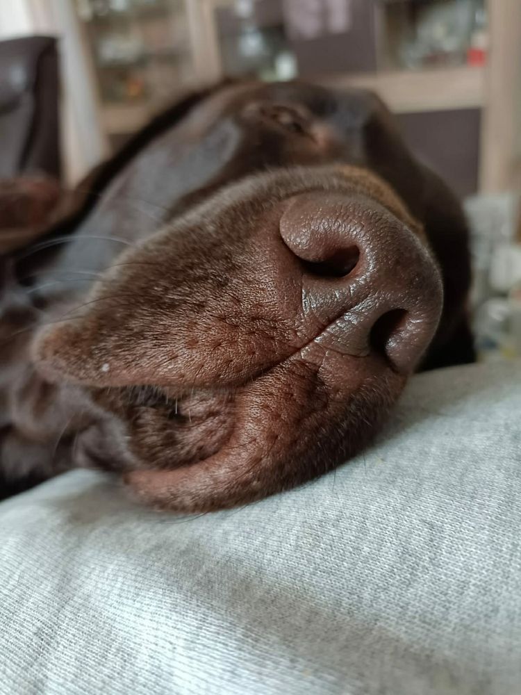 Giacomos Nase in Großaufnahme