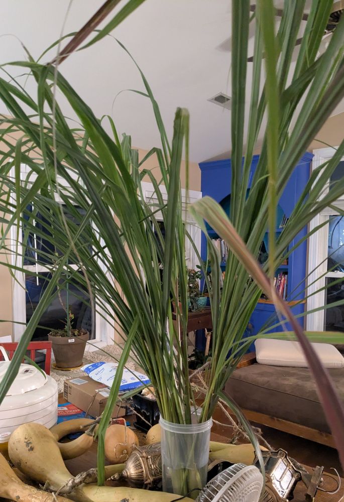 A lot of 3.5 foot tall lemongrass in a plastic bucket on a table covered in winter squash and a dehydrator