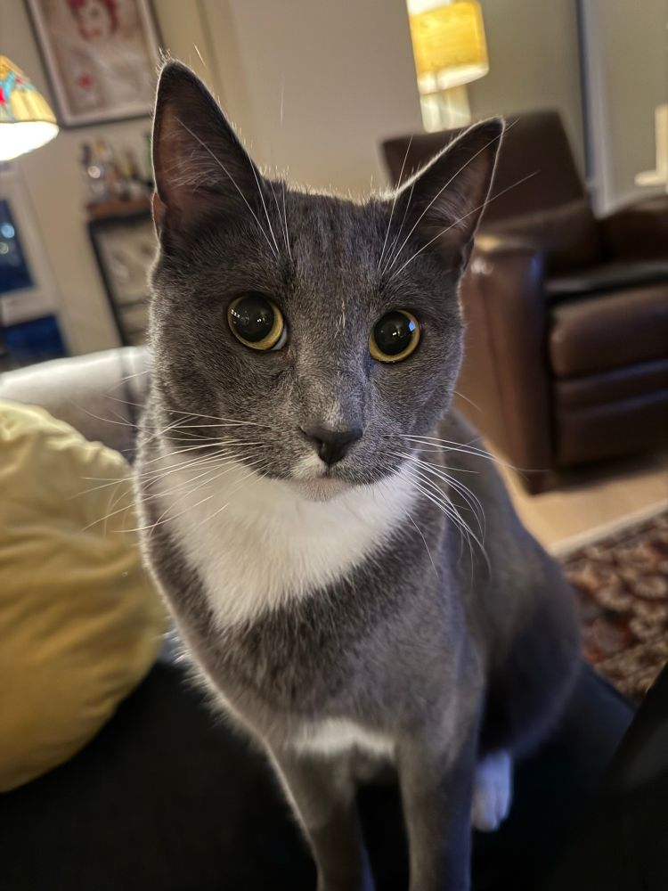 A gray and white cat looking into the phone camera. 