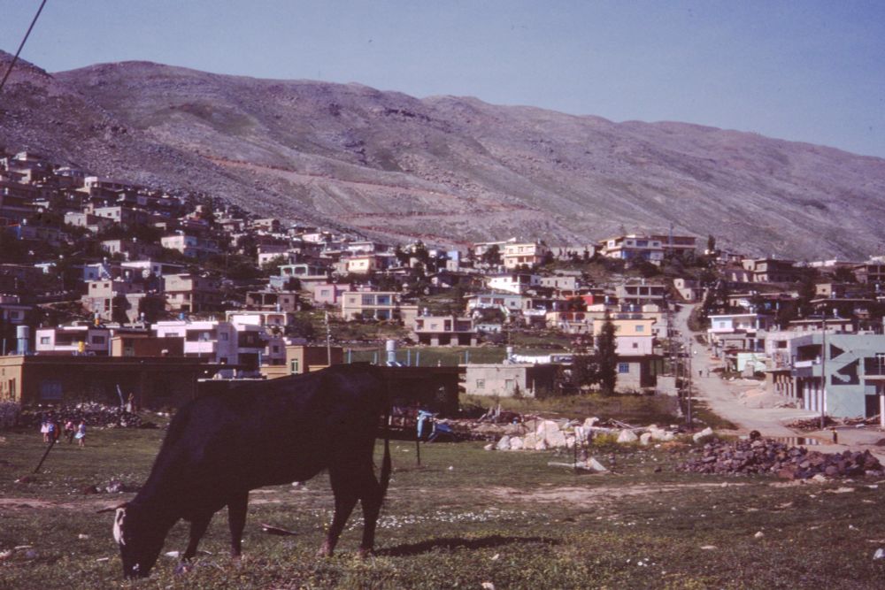 Cow in foreground, Druze village in the background, Golan Heights, 1979