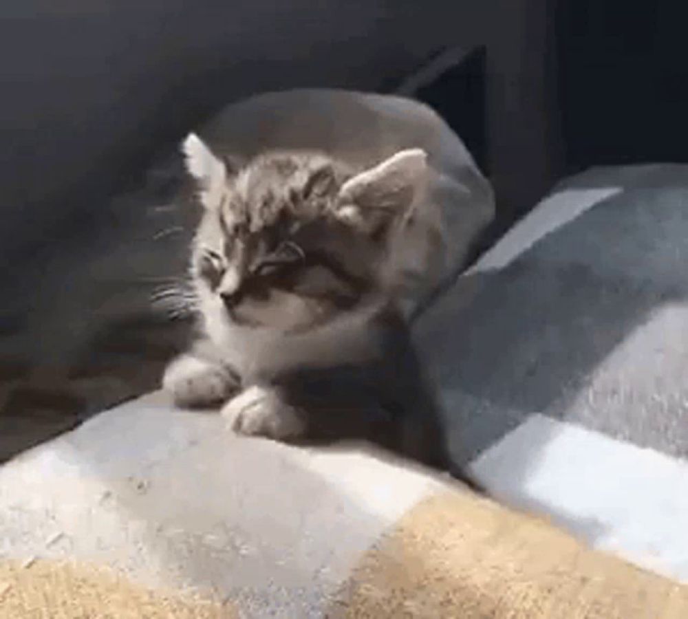 a kitten is sitting on top of a bed .