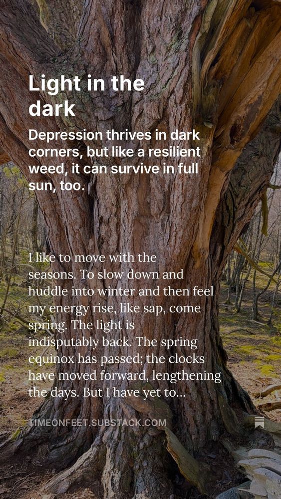 Scots Pine tree with overlaid text including link to Substack 