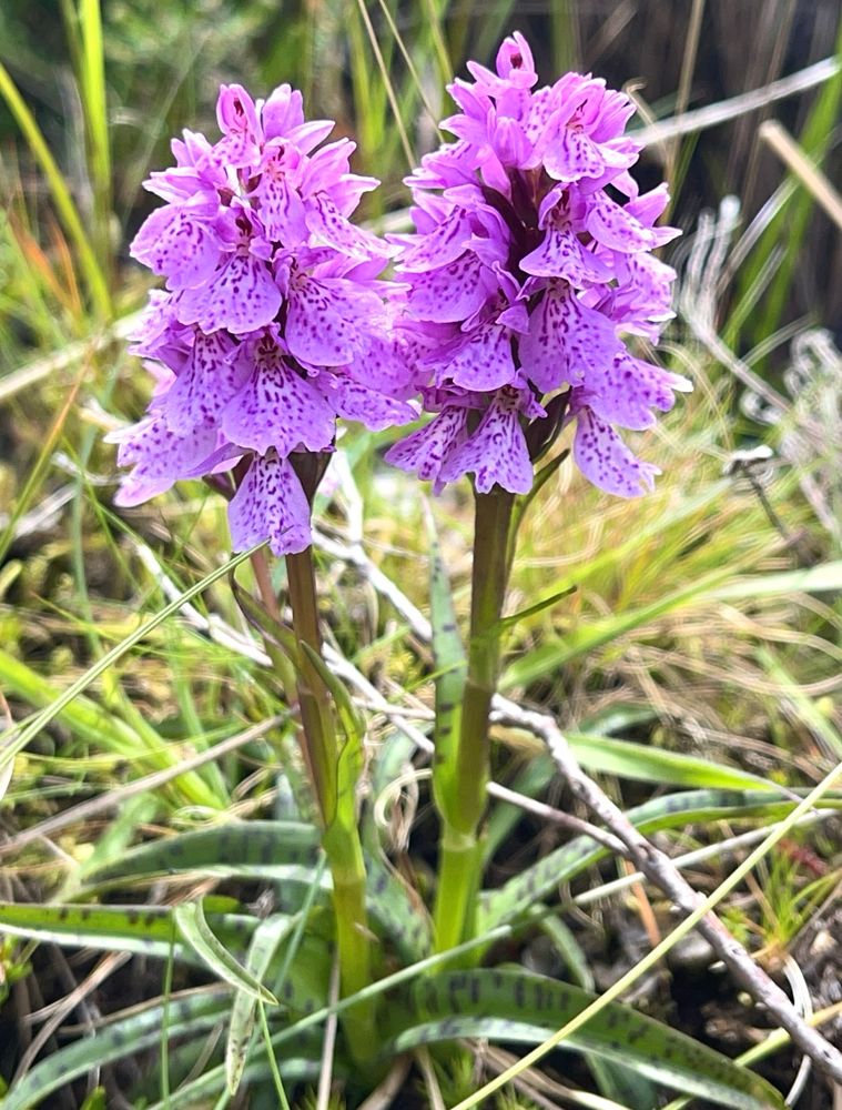 A pair of Heath Spotted Orchids
