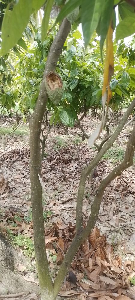 A Cocoa tree. The  seeds in the pod was most Likey eaten by a parrot