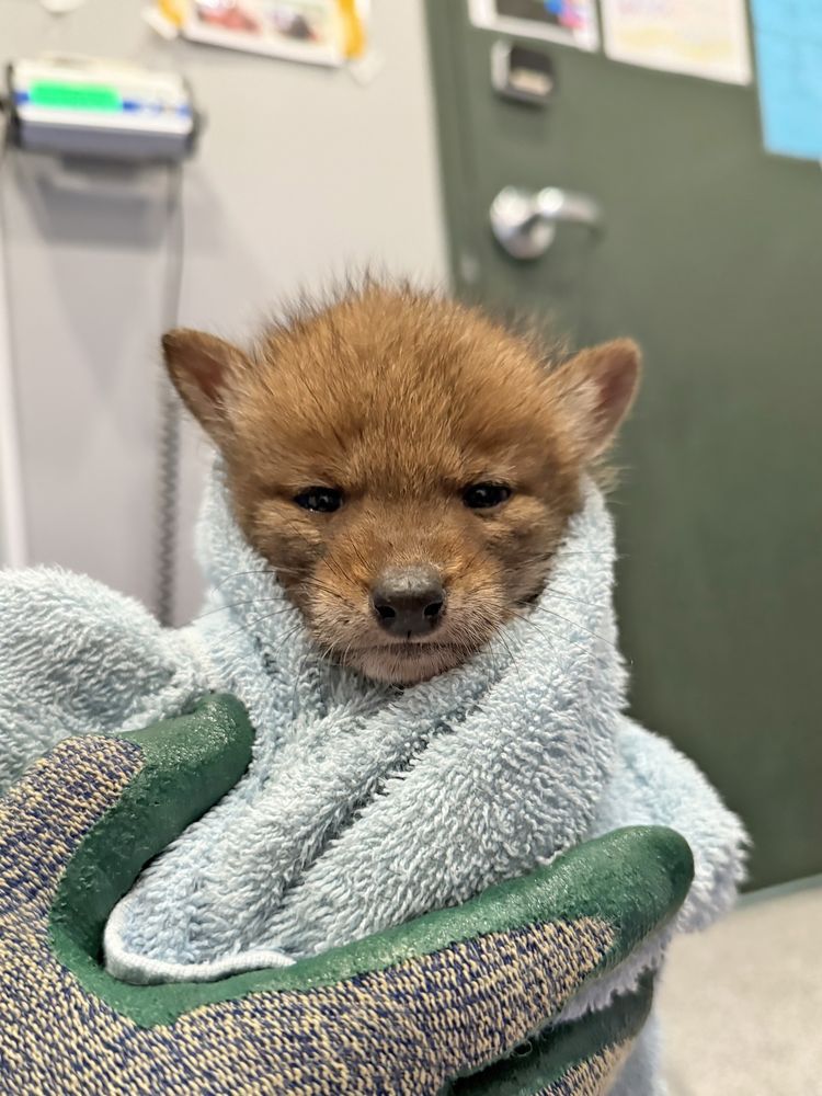 baby coyote with tiny baby ears wrapped up in a towel. baby coyote is not pleased.