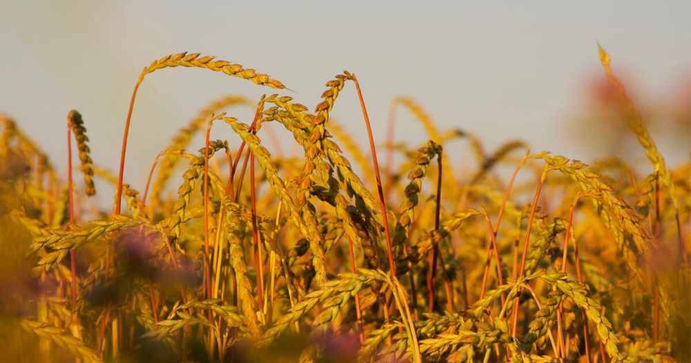 Getreide im Check: Ist Dinkel wirklich ein Top-Korn?